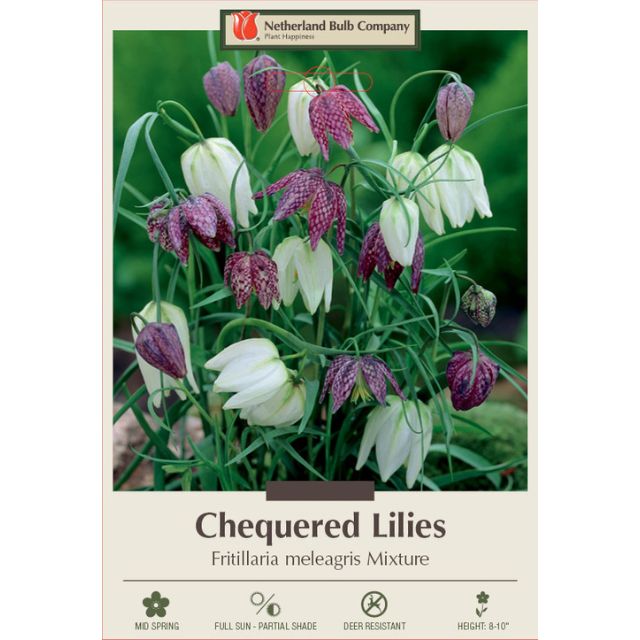 Checkered Lily (Fritillaria) Bulbs -  'Mixture', Pack of 12