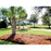 CleanStraw Long Leaf Pine Needles Mulch 2.3 Cu. Ft. Bale