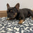 Dog Crate Mat Bed, Dogs Print
