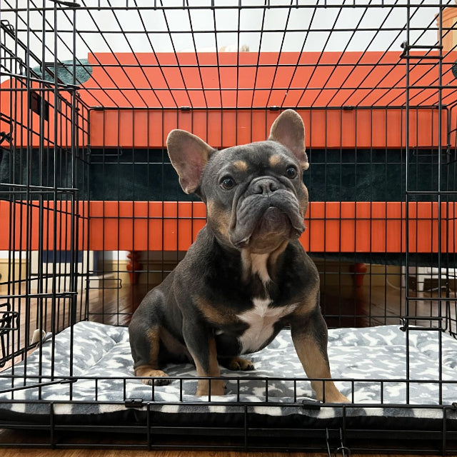 Dog Crate Mat Bed, Dogs Print