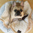 Dream Chaser Cuddle Donut Pet Bed, Gray