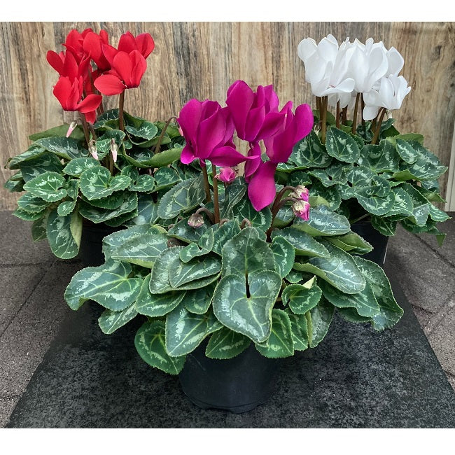 Cyclamen Plant - 4" Assorted Colors