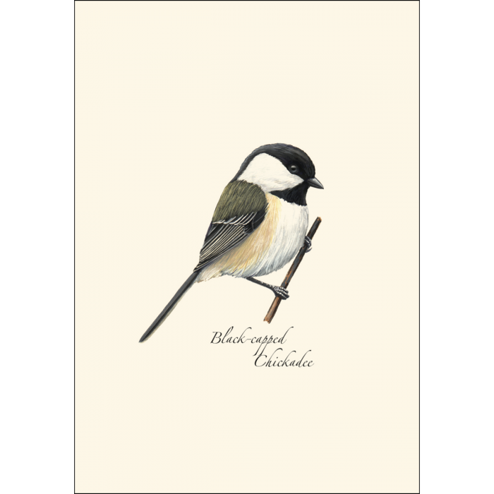 8-Piece Notecard Set: Black-Capped Chickadee