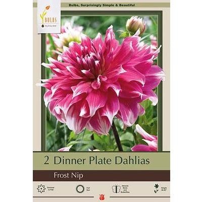 Dinner Plate Dahlia 'Frost Nip'- Pack of 2 Tubers