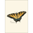 8-Piece Notecard Set: Butterfly Assortment