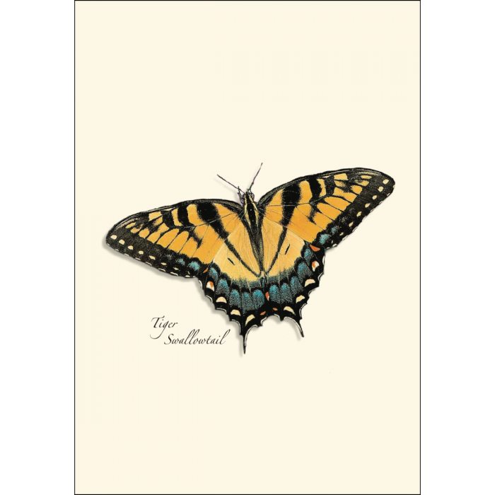 8-Piece Notecard Set: Butterfly Assortment