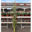 Decorative Cornstalk Bundle