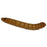 DMF Bait Live Meal Worms 36 Count