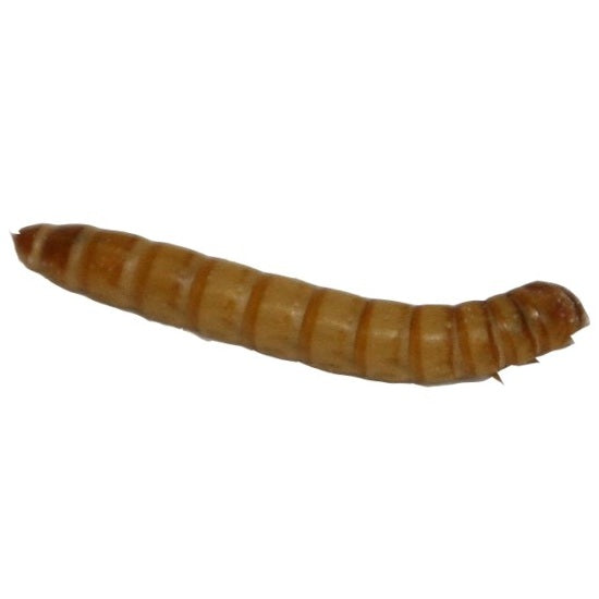DMF Bait Live Meal Worms 36 Count