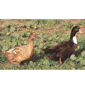 PRE-ORDER Golden 300 Hybrid Duckling (unsexed)