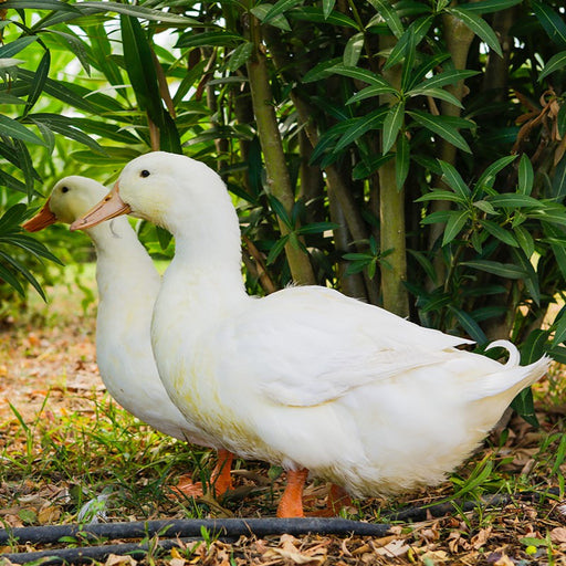 PRE-ORDER Pekin Duckling (unsexed)