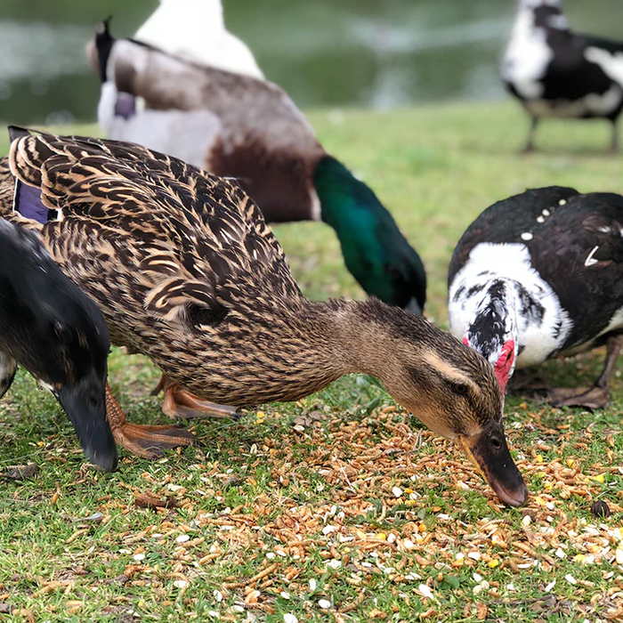 Happy Hen Duck Pond Medley Poultry Treat, 2 lb.