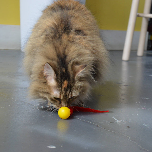 Wiggly Ping Plastic Ball Cat Toy, Assorted Colors