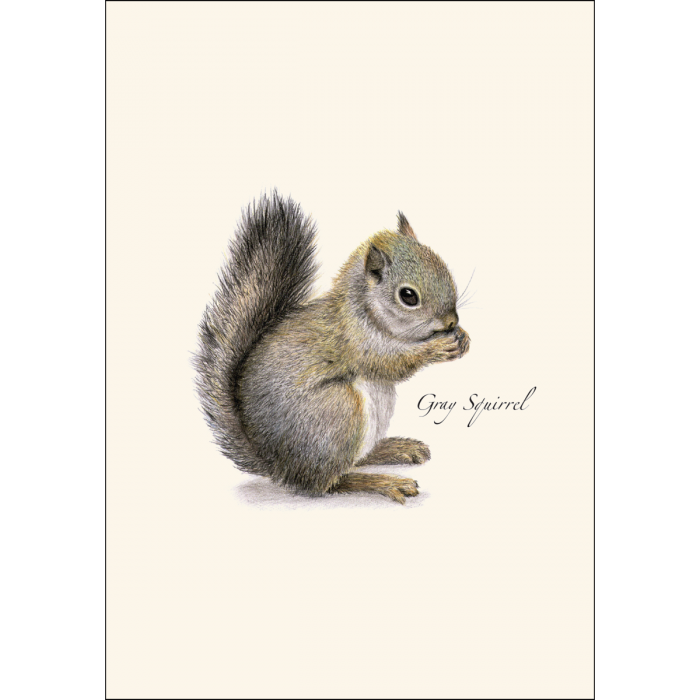 8-Piece Notecard Set: Gray Squirrel