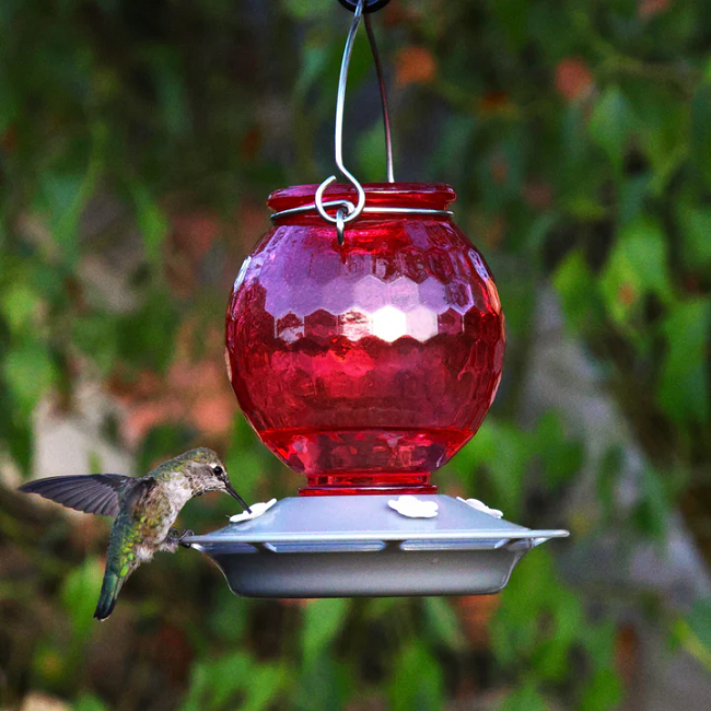 EcoCycle™ Crimson Comb Recycled Glass Hummingbird Feeder