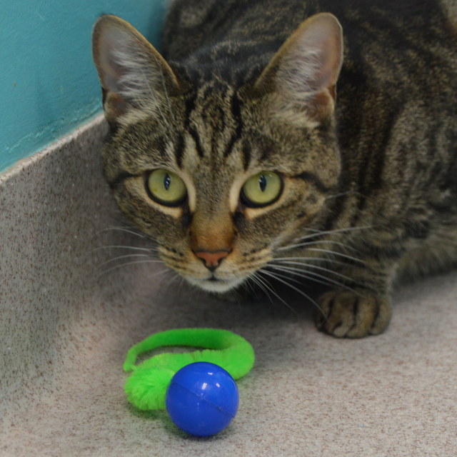 Wiggly Ping Plastic Ball Cat Toy, Assorted Colors