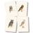8-Piece Notecard Set: Sibley Owl Assortment