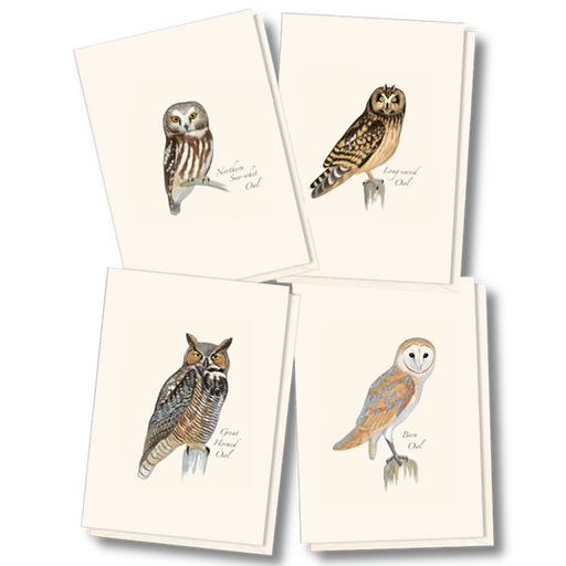 8-Piece Notecard Set: Sibley Owl Assortment