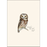 8-Piece Notecard Set: Sibley Owl Assortment