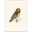 8-Piece Notecard Set: Sibley Owl Assortment