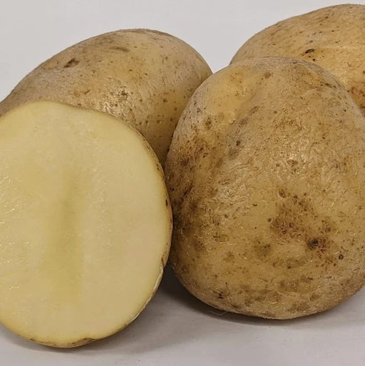Eva Seed Potatoes, 5-Lbs.