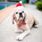 Santa Dog & Cat Hat with SnugFit®