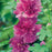 Purple Hollyhock, 1-Gallon