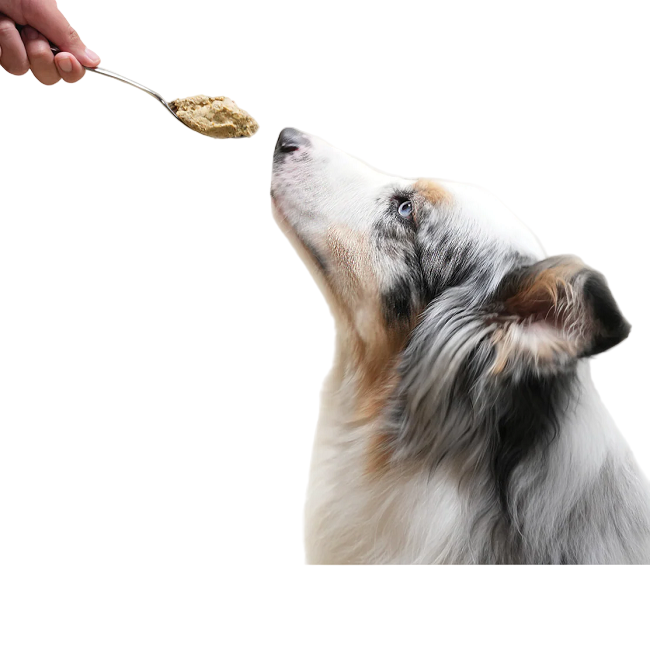 Open Farm Frozen Grain Free Gently Cooked Lamb 16oz