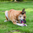 Multipet Giggle Chew Double Dumbbell 5.3"