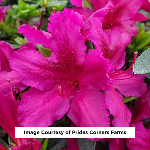 Girard's Fuchsia Azalea, 2-Gallon
