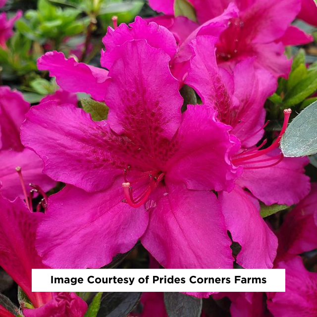 Girard's Fuchsia Azalea, 2-Gallon