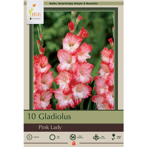 Gladiolus Large Flowering 'Pink Lady' - Pack of 10 Corms