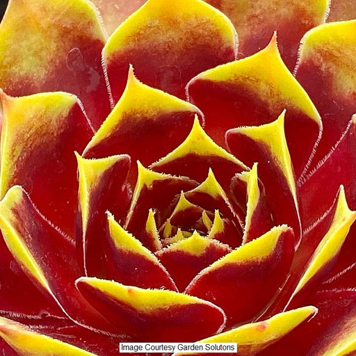 Gold Crown Hen & Chicks, 1-Gallon