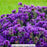 Aster, 9-Inch Pot