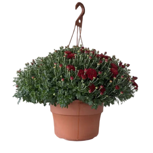 Hanging Basket Mum, 12-Inch Pot