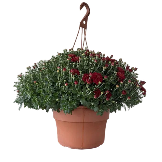 Hanging Basket Mum, 12-Inch Pot