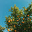 Milkhouse Creamery Collection Soy Candle: Honeyed Apricot 16-oz. Butter Jar