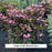 Pink Dynamo™ Mountain Hydrangea, 2-Gallon