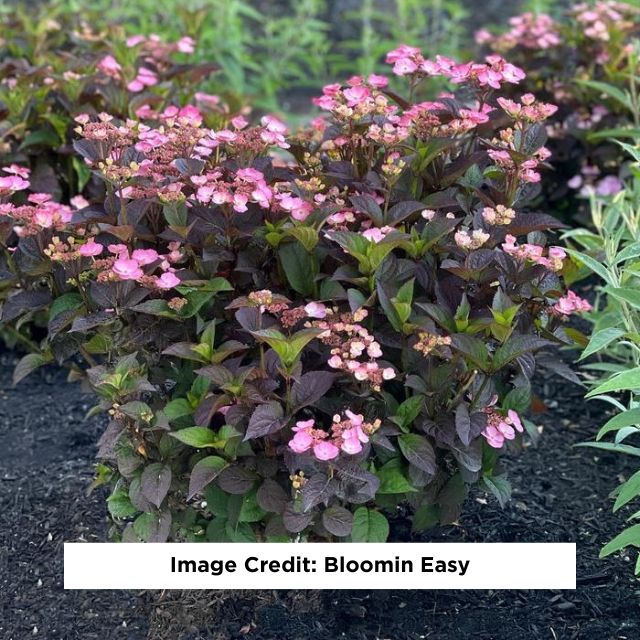 Pink Dynamo™ Mountain Hydrangea, 2-Gallon
