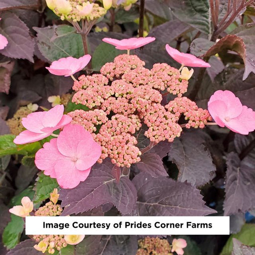 Pink Dynamo™ Mountain Hydrangea, 2-Gallon