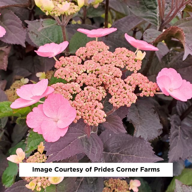 Pink Dynamo™ Mountain Hydrangea, 2-Gallon