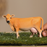 Jersey Cow - Schleich Figurine
