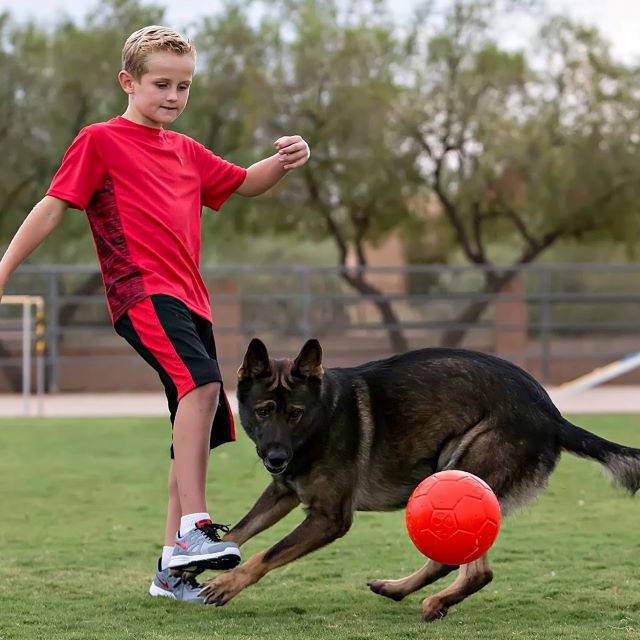 Jolly Pets Jolly Soccer Ball, Blue