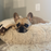 Dream Chaser Cuddle Donut Pet Bed, Khaki