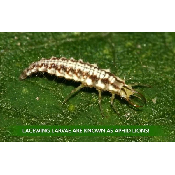 Beneficial Insects Ladybugs & Lacewings Garden Power Pack Pest Solution - Organic Control