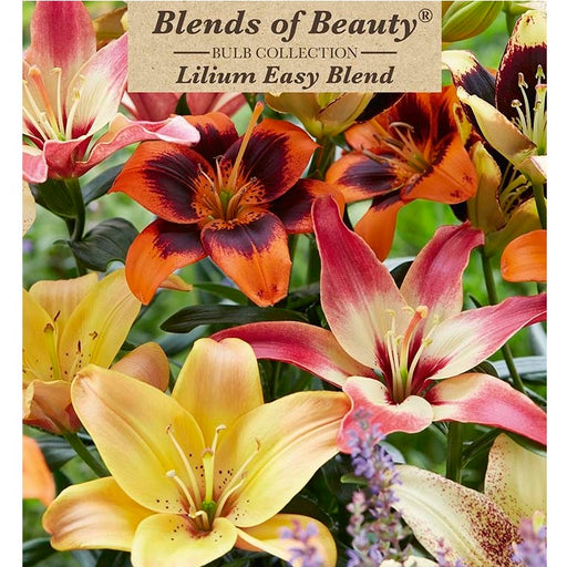 Hard Lily, Lilium asiatic 'Easy Blend'- Pack of 4 Bulbs