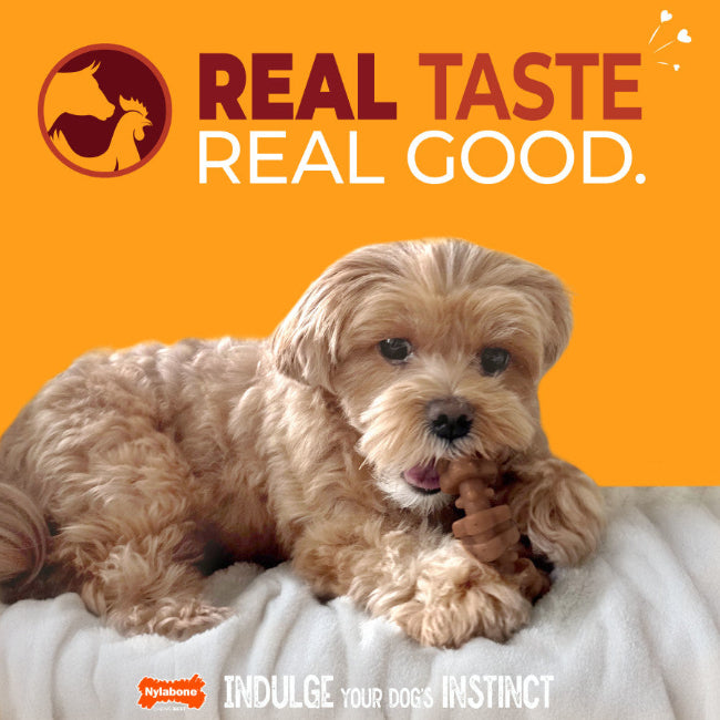 Nylabone Strong Chew Textured Ring Small