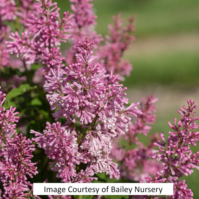 Little Lady™ Lilac, 2-Gallon