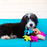 Loofa Dog Pet Toy- Large, Assorted Colors