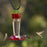 More Birds Ruby Hummingbird Feeder 10 oz.